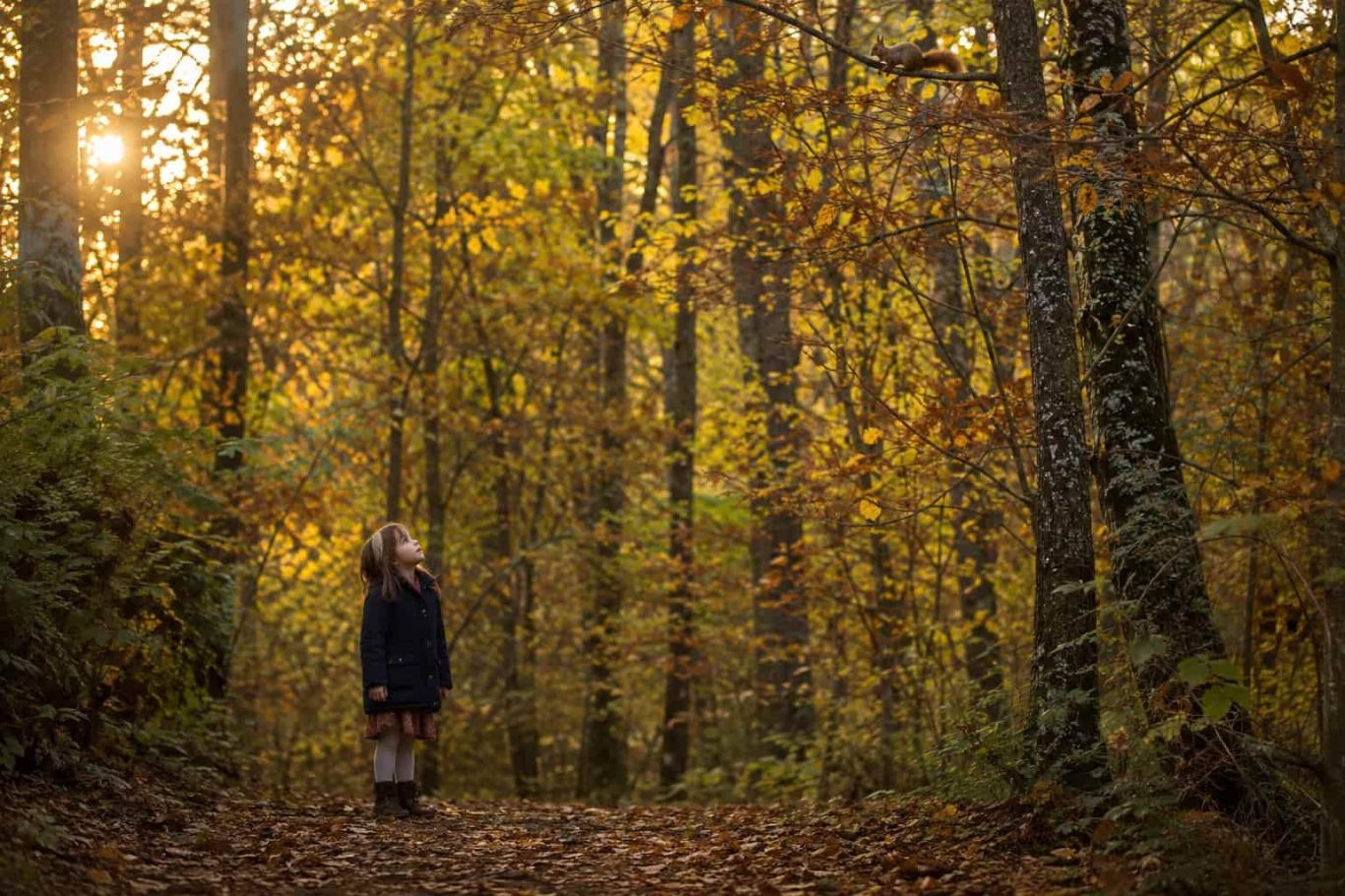 Kind steht allein im Herbstwald – was Kinder von Eichhörnchen lernen können Kind steht allein im Herbstwald – was Kinder von Eichhörnchen lernen können